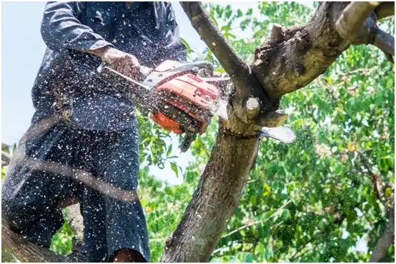 tree services Midway South